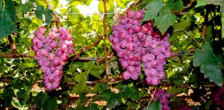 Los viticultores alemanes cosechan muchas menos uvas en 2024