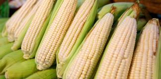 Desarrollo Rural de Jamay brindará orientación para que agricultores de maíz reciban apoyo de SEGALMEX