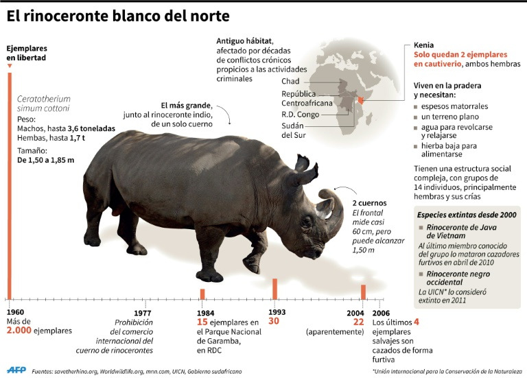 Preservación del Rinoceronte Blanco