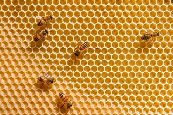 Investiga el CUCBA miel contaminada por plaguicidas altamente tóxicos