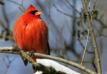 Pájaros, escarabajos e insectos podrían ayudar a reemplazar los pesticidas, según un estudio