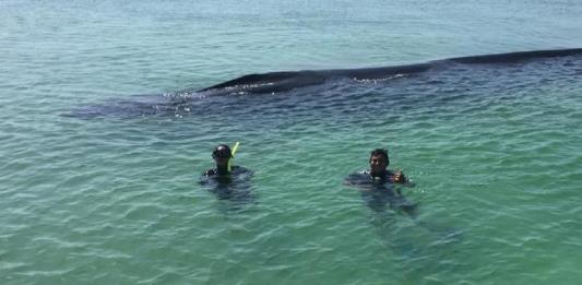 Rescatan con éxito una ballena varada en la Isla Contoy, en Isla Mujeres