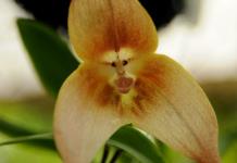 Investigadores chinos descubren nueva especie de orquídea en hábitat de pandas gigantes