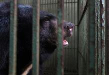 Mueren los osos en cautiverio en Vietnam tras la caída del precio de su bilis