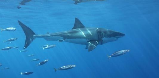 Desplazados por el cambio climático, tiburones amenazan la vida marina en California