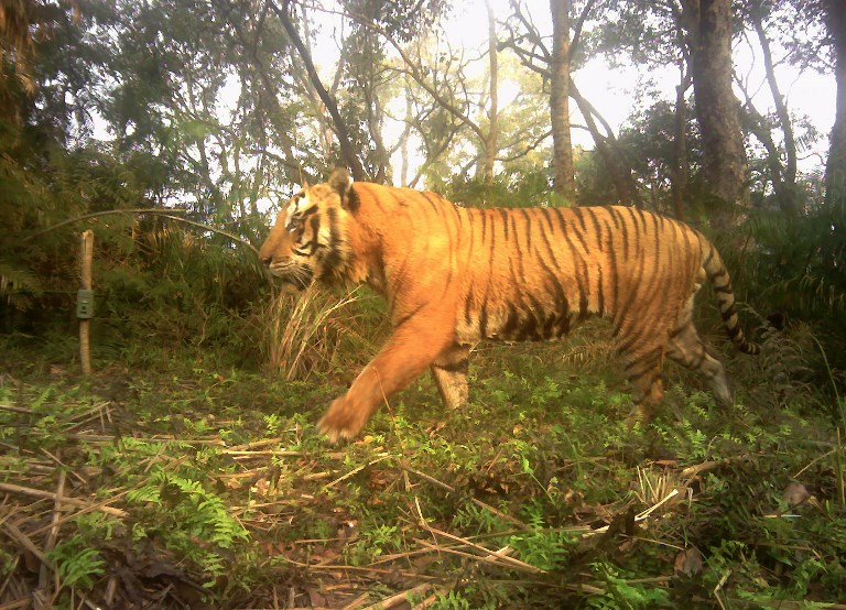 tigre de Nepal