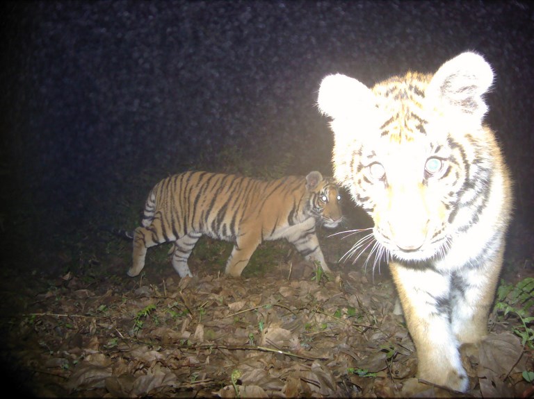 tigre de Nepal