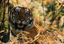 PETA denuncia la muerte de una tigresa acusada de matar personas en la India