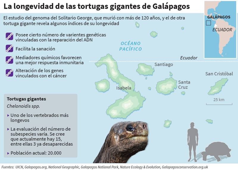 liberan tortugas galápagos