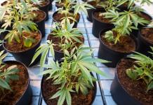 Los Países Bajos lanzan experimento piloto sobre suministro legal de cannabis