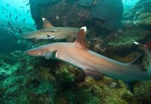Florida es el lugar con más mordeduras de tiburones, pero aún no anule sus vacaciones