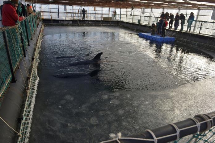 La cárcel de ballenas más grande del mundo, un problema de imagen para Putin