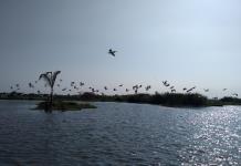 Rellenan ilegalmente el Lago de Chapala... ¡Con escrituras!