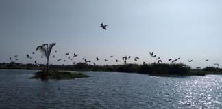 Rellenan ilegalmente el Lago de Chapala... ¡Con escrituras!