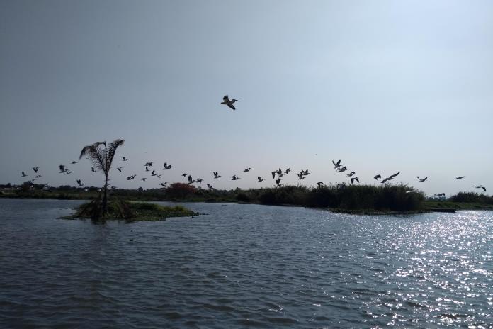Rellenan ilegalmente el Lago de Chapala… ¡Con escrituras!