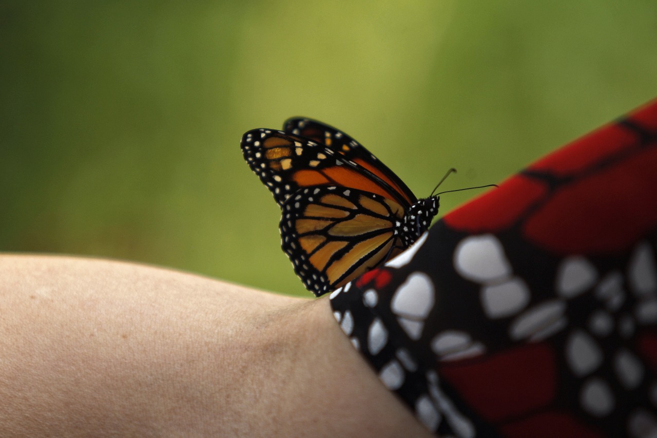 Millones de mariposas monarcas regresan a México junto al enigma de su migración Millones de mariposas monarcas regresan a México junto al enigma de su migración