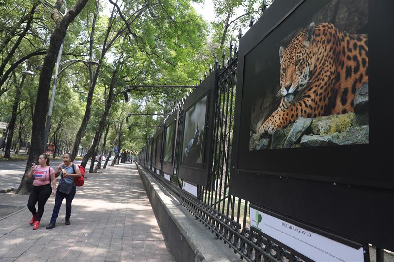 exposición Bosque de Chapultepec Ecuador
