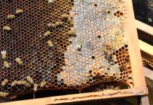 Apicultores promueven beneficios de la miel y alertan sobre falsificaciones en la Segunda Feria del 2023