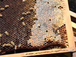Apicultores de México denuncian fraude de laboratorios internacionales que certifican miel falsa para su venta