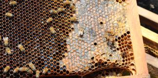 Apicultores de México denuncian fraude de laboratorios internacionales que certifican miel falsa para su venta