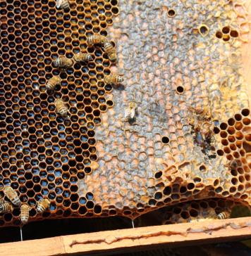 Apicultores de México denuncian fraude de laboratorios internacionales que certifican miel falsa para su venta