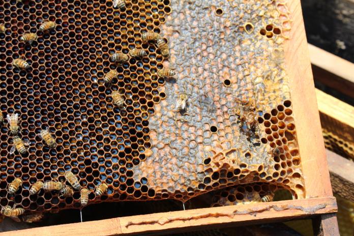 Robo y deforestación, amenaza para apicultura en Jalisco