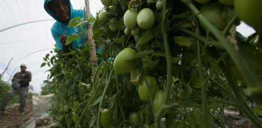 Ante aumento del impuesto al tomate mexicano en EEUU, se deben buscar nuevos mercados: especialista