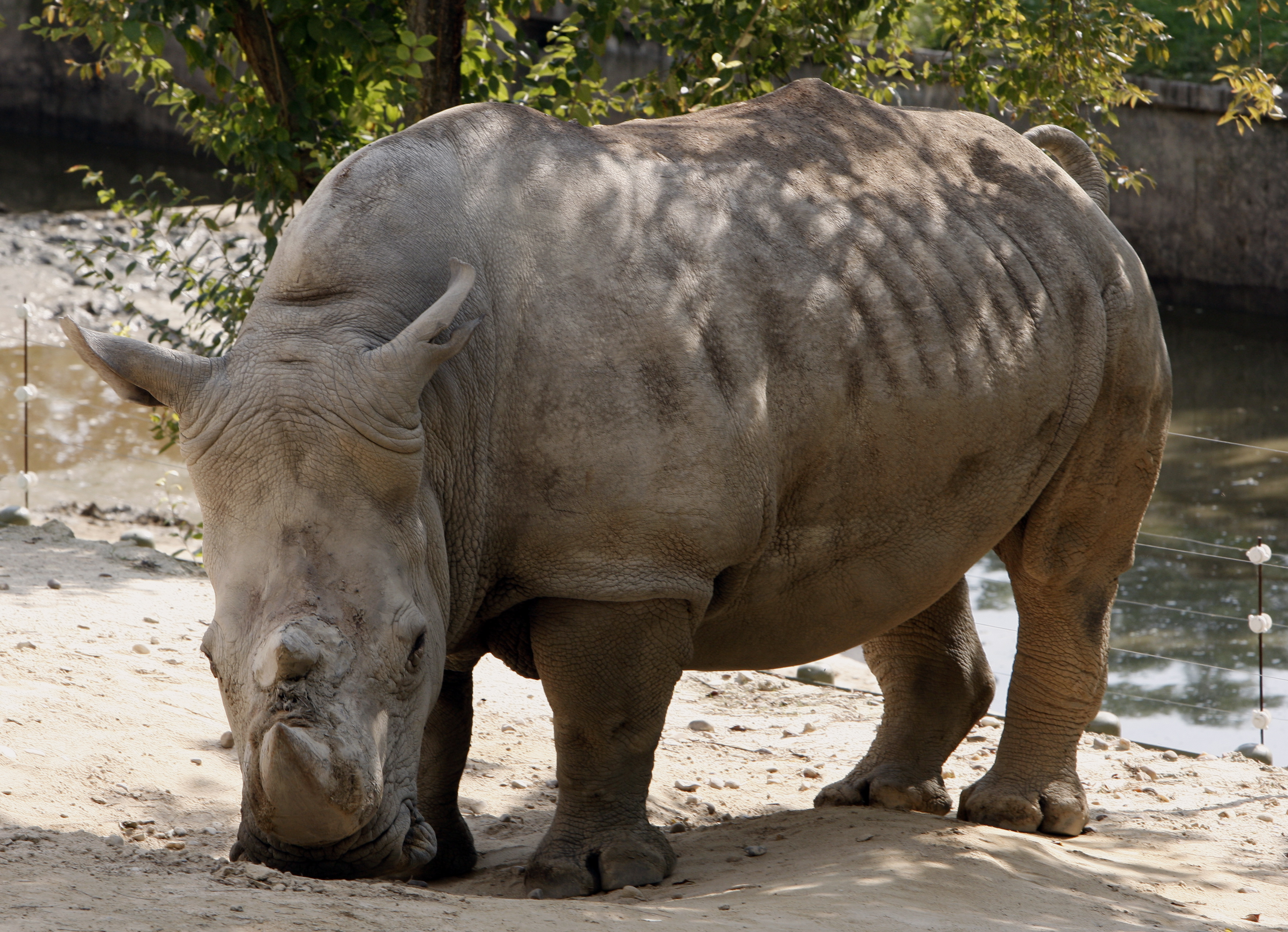 Científicos se empeñan en salvar una especie de rinoceronte al borde de la extinción