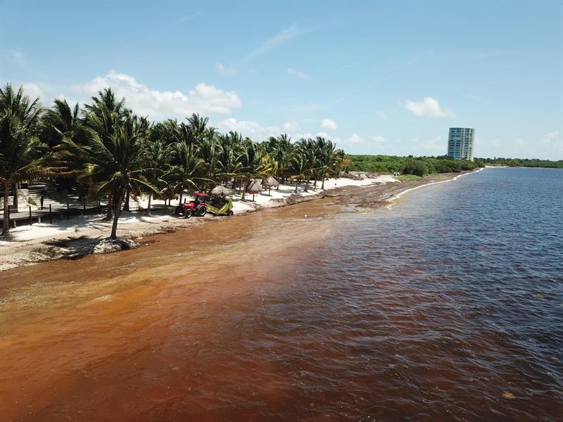 Sargazo afecta Cancún Quintana Roo