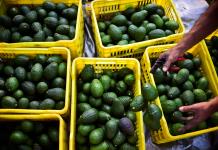 Productores de aguacate en Jalisco registran pérdidas del 20% y baja en exportaciones a EU 