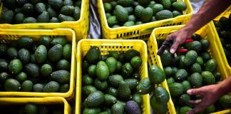 EEUU confirma suspensión de inspecciones a aguacates y mangos en México tras agresiones