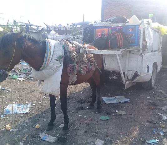 Caballos de carretoneros contin&uacute;an bajo resguardo de sus propietarios asegur&oacute; presidenta de Ocotl&aacute;n