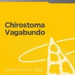 Chisrostoma Vagabundo | 24 enero 2020