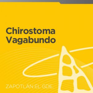 Chirostoma Vagabundo | 4 de octubre 2019