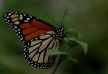 La superficie de la mariposa monarca en México cae un 59,3 % respecto de 2023