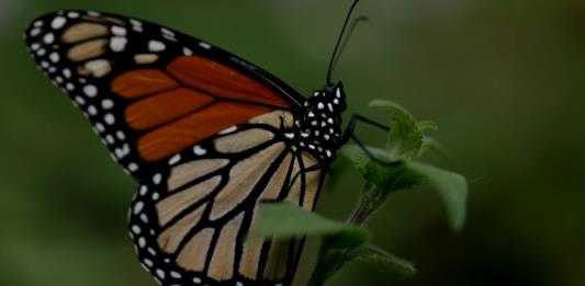 La superficie de la mariposa monarca en México cae un 59,3 % respecto de 2023