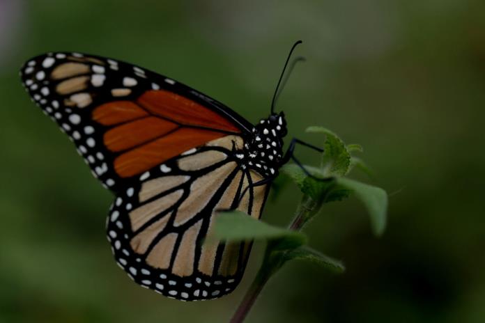 La superficie de la mariposa monarca en México cae un 59,3 % respecto de 2023