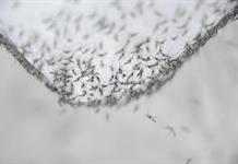 OPS alerta ante la propagaci&oacute;n de casos de chikungu&ntilde;a en el continente americano