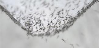 OPS alerta ante la propagaci&oacute;n de casos de chikungu&ntilde;a en el continente americano