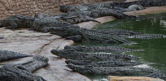 En 30 años podrían desaparecer los cocodrilos de Puerto Vallarta