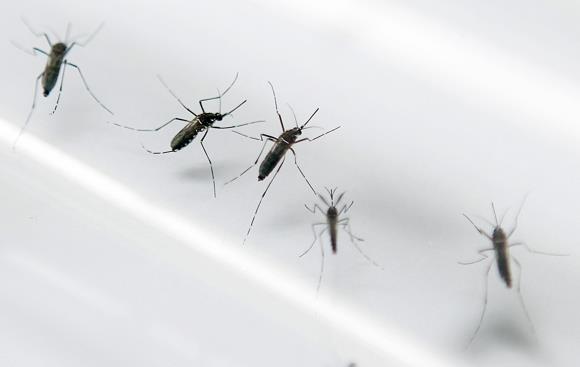 Casos de dengue han aumentado este mes en los Hospitales Civiles