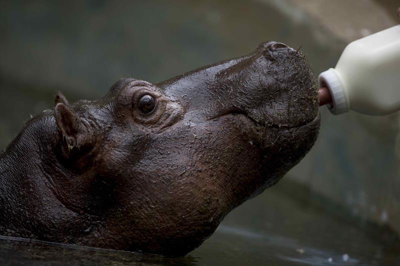 hipopótamo Nicaragua