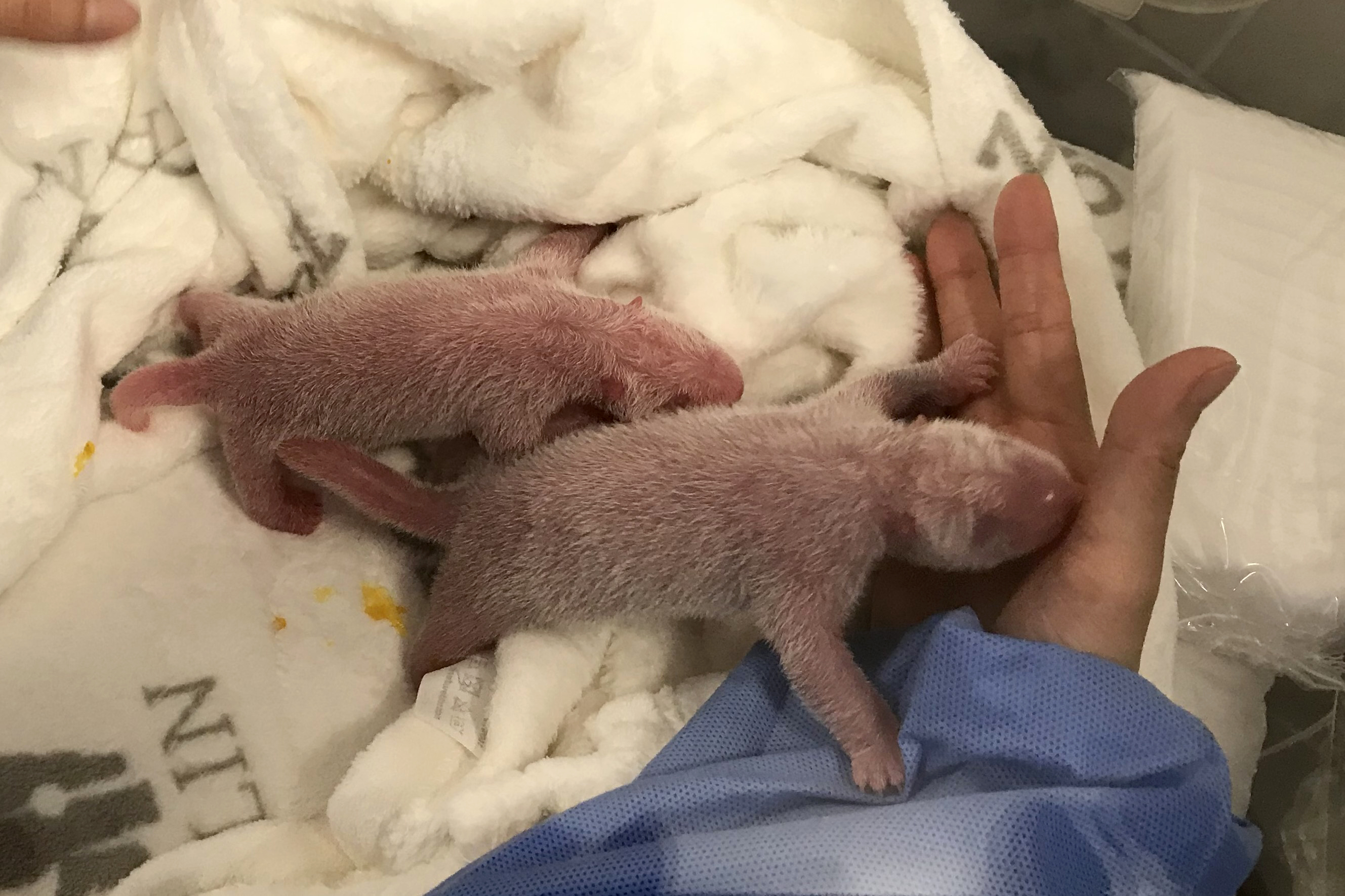 Las pandas mellizas del zoo de Berlín abren sus ojos