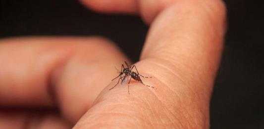 Analizarán expertos declarar alerta por dengue