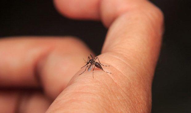 Dos vacunas contra dengue en el mundo buscan generalizarse