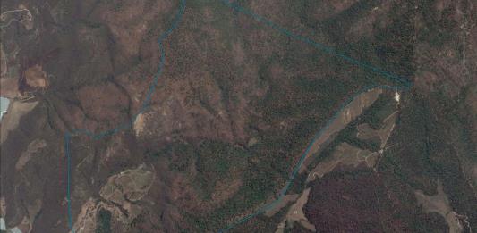 El aguacate arrasa con bosques en el Sur de Jalisco