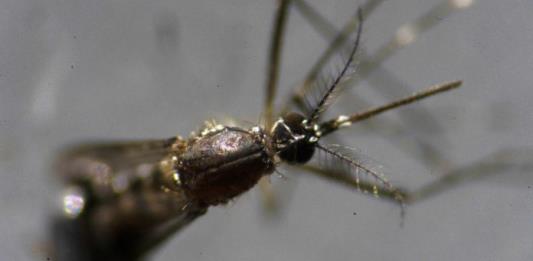 Daños severos a la salud pueden ocasionar insecticidas utilizados para combatir dengue en ZMG