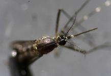 Dengue coloca a Jalisco en primer lugar a nivel nacional