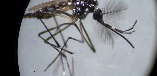 Suman 5 mil 704 casos confirmados de dengue en Jalisco