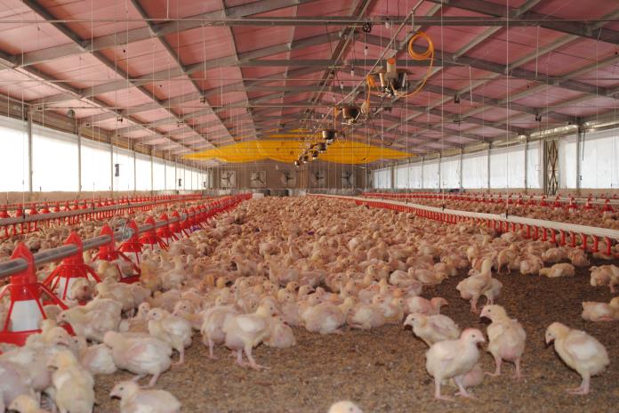 Entregan apoyos para mejorar producción avícola en municipios de la Ciénega